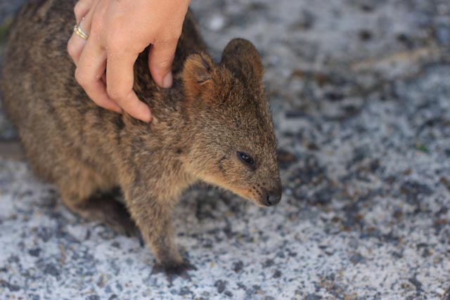 Un ptit Quokka qui se laisse caresser