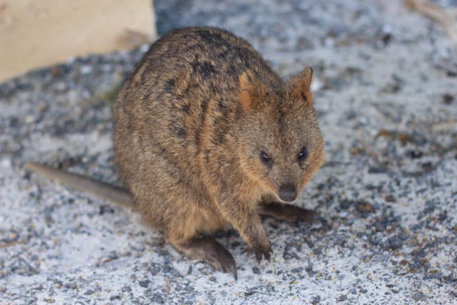 Un pepsi? Non un Quokka!