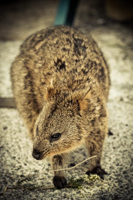 Quokka