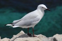 Hiiiin hinnnnn hiiiinnn!