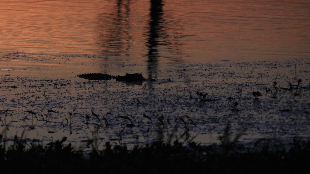 Crocodile dans Yellow Waters