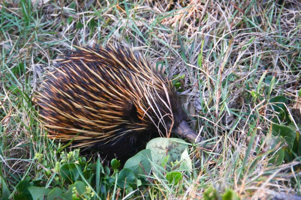 Echidna