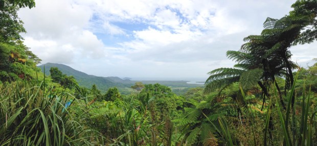Daintree forest